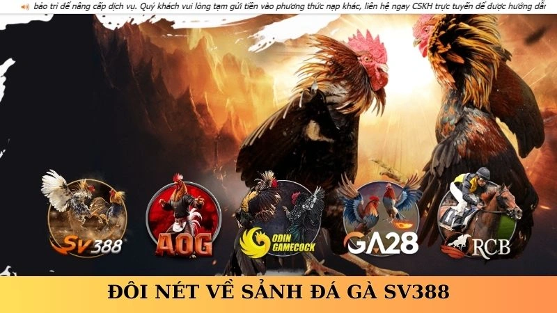 Đôi nét về sảnh đá gà SV388