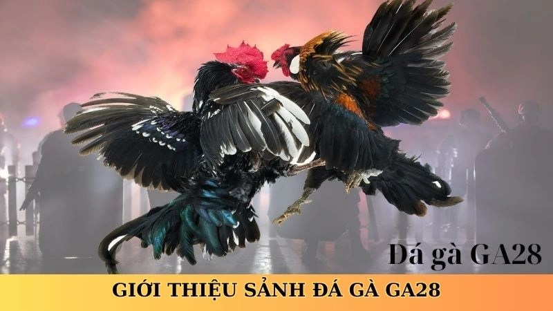 Giới thiệu sảnh đá gà GA28