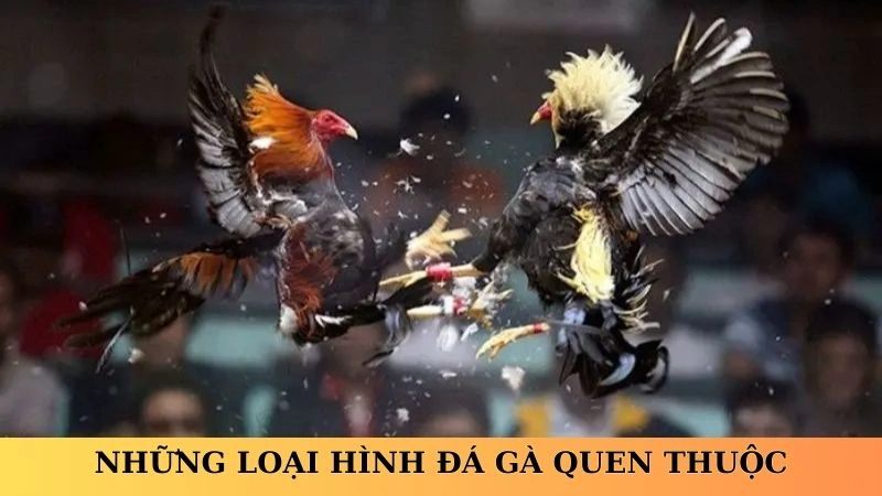 Những loại hình đá gà quen thuộc
