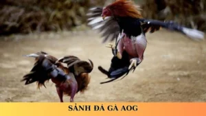 sảnh đá gà aog