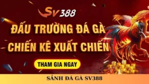 sảnh đá gà sv388