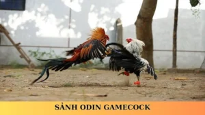 sảnh odin gamecock