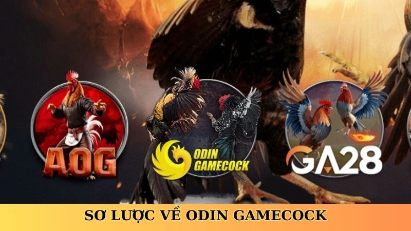 Sơ lược về Odin Gamecock