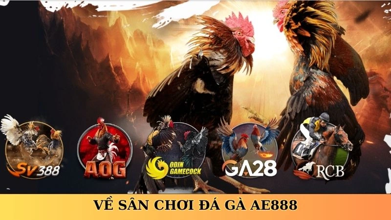 ve-san-choi-da-ga-ae888